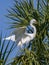 Great Egret Ready for Flight