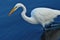 Great Egret ready to fish