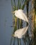 Great Egret Reflected in a Florida Wetland