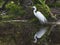 Great Egret Reflecting in Breeding Plumage