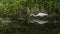 Great Egret Reflecting in the Marshy Pond