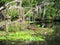 Great Egret rests along the bank of a florida river