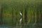 Great egret in rich green vegetation of cane growing on lake bank, quiet and peaceful summer no human landscape, nature protection