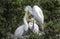 Great Egret rookery, Pickney Island Wildlife Refuge, South Carolina