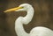 Great Egret, Sacramento National Wildlife Refuge