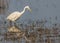 A Great Egret in searching food