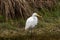 Great Egret On Shore In Florida