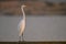 A  Great Egret Sitting on a Birdrest