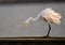 A  Great Egret Sitting on a Birdrest