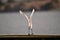 A  Great Egret Sitting on a Birdrest