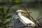 A great egret sitting on a nest.