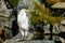 Great egret sitting on a rock on the shore of a man made pond, San Jose, California