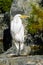 Great egret sitting on a rock on the shore of a man made pond, San Jose, California