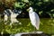 Great egret sitting on a rock on the shore of a man made pond, San Jose, California