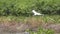 Great egret in slow motion