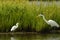 Great Egret and Snow Egret grazing the waters