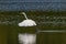 Great egret soaring gracefully over a peaceful body of water.