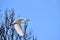 Great egret soars through the air above a cluster of trees, offering a stunning visual display