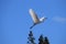 Great egret soars through the air above a cluster of trees, offering a stunning visual display
