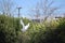 Great egret soars through the air above a cluster of trees, offering a stunning visual display