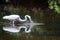 Great Egret splash fishing, Walton County Georgia