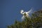 Great egret with splendid breeding plumage in a Florida tree