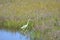 The Great Egret spots a small fish in a shallow spot among the reeds