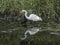 Great Egret Squawking and Reflecting