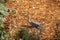 Great Egret stalking in the pond