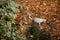 Great Egret stalking in the pond