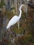 Great egret standing on a cypress tree in Lake Martin