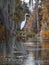 Great egret standing on a cypress tree in Lake Martin