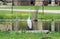 A Great Egret standing tall near a pond.