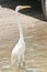 Great egret standing at a tropical boat ramp while boat is being dropped into water