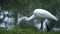 Great Egret standing in the water and eating