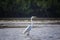 Great egret standing in the water in the sea lagoon of Somone, Senegal. It is a bird sanctuary in Africa