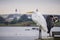 Great egret standing on a wooden ledge on a cloudy day, Shoreline Amphitheater in the background, Mountain View, California