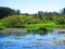 Great Egret stands along the bank of a florida river