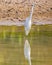 Great Egret stands tall with perfect reflection