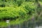 A great egret on the stream