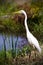 Great Egret on Sunny Pond