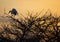 Great Egret Sunrise Perch