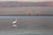 Great Egret with the Sunshine Skyway Bridge in the background