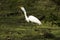 Great egret swallowing a catfish in a Florida swamp.