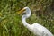 Great Egret swallowing fish, Walton County Georgia