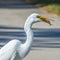 Great Egret Swallowing a Slug