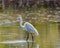 Great Egret swallows a bigger minnow