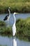 Great egret in a swamp at Arugam bay, Sri lanka