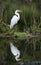 Great Egret swamp bird relfecting in water