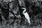 Great egret in a swamp in black and white